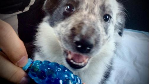 Jakie są najlepsze zabawki dla szczeniaka?